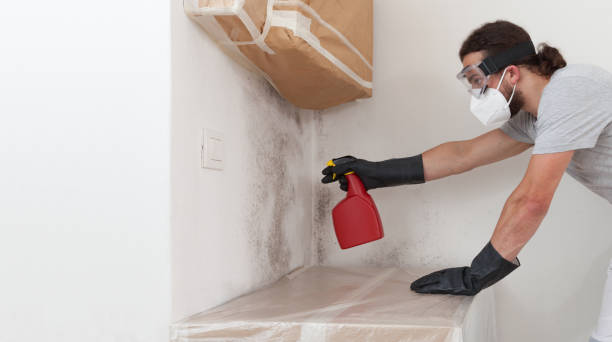 Professional Basement Mold Remediation technician working in Highwood, IL