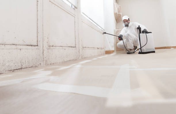 24/7 Emergency Basement Mold Remediation experts in Highwood, IL